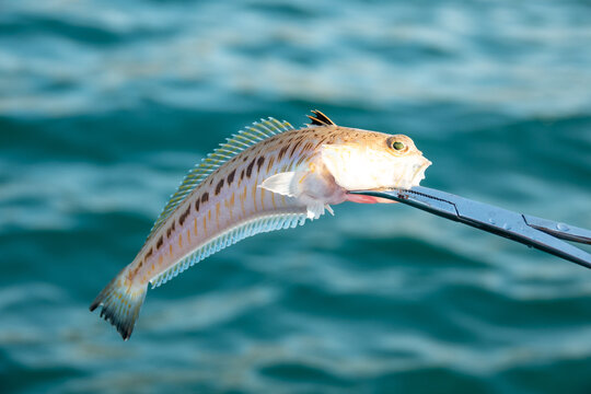 Greater weever Trachinus draco on sandy sea floor in black sea