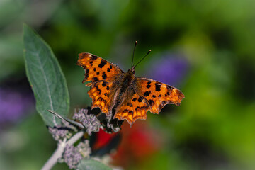 Comma butterfly on branch
