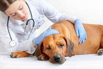 Fototapeta na wymiar Friendly young female vet examining sick and sad Rhodesian ridgeback dog 