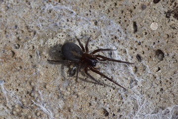 Black lace weaver (Amaurobius ferox), family Amaurobiidae in a web on a rough concrete surface. Summer, July, Netherlands. 