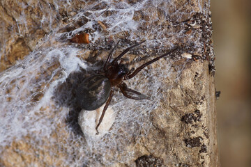 Black lace weaver (Amaurobius ferox), family Amaurobiidae with a cocoon on a rough concrete surface. Summer, July, Netherlands.