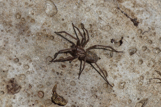 giant house spider (Eratigena atrica), family Agelenidae on a rough concrete surface. Summer, July, Netherlands. 