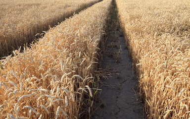 Ripe wheat in the field. Harvesting period