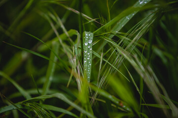 Obraz premium Krople deszczy w trawie 