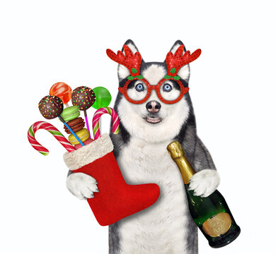 A dog husky in holiday glasses holds a Christmas boot full of sweets and a bottle of wine. White background. Isolated.