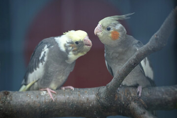 Close-up of two large parakeets