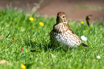 Song Thrush (Turdus philomelos) searching for Food