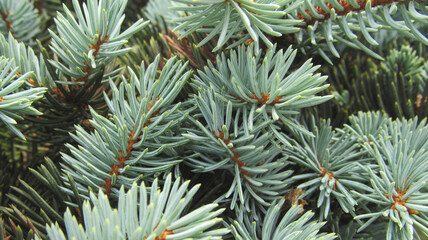Naklejka na ściany i meble Background of spruce branches with needles