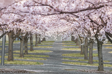 Naklejka premium さくら広場の桜の花 千葉県習志野市 日本