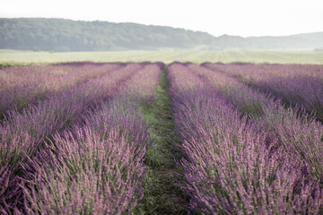 Fototapeta na wymiar Beautiful landscape of blooming lavender field in the morning. Calmness and mindful concept. Enjoying beauty and scent of nature in summer.