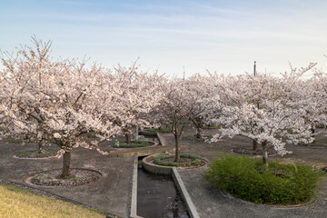 さくら広場の桜の花　千葉県習志野市　日本