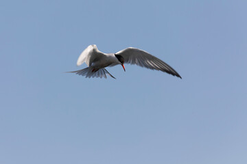 
Common Tern Sterna hirundo in a typical coastal habitat
