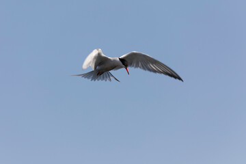 
Common Tern Sterna hirundo in a typical coastal habitat
