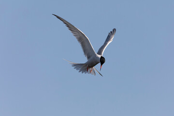 Obraz premium Common Tern Sterna hirundo in a typical coastal habitat 