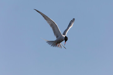 
Common Tern Sterna hirundo in a typical coastal habitat
