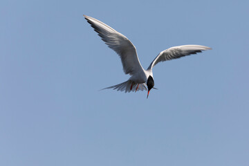 
Common Tern Sterna hirundo in a typical coastal habitat
