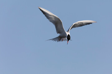 
Common Tern Sterna hirundo in a typical coastal habitat
