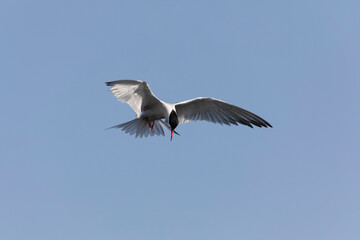 
Common Tern Sterna hirundo in a typical coastal habitat
