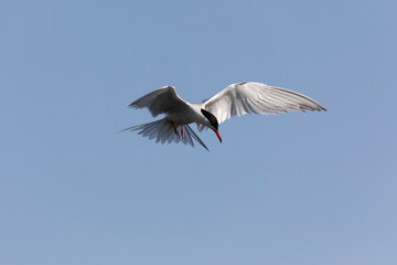 
Common Tern Sterna hirundo in a typical coastal habitat
