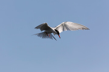 
Common Tern Sterna hirundo in a typical coastal habitat
