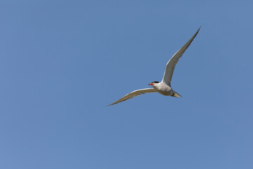 Fototapeta na wymiar Common Tern Sterna hirundo in a typical coastal habitat 