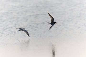 Fototapeta na wymiar Common Tern Sterna hirundo in a typical coastal habitat 