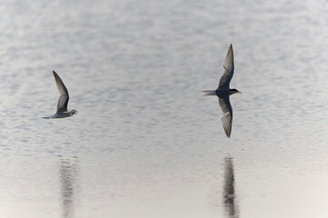 
Common Tern Sterna hirundo in a typical coastal habitat
