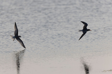 
Common Tern Sterna hirundo in a typical coastal habitat
