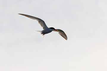 
Common Tern Sterna hirundo in a typical coastal habitat
