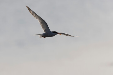 
Common Tern Sterna hirundo in a typical coastal habitat
