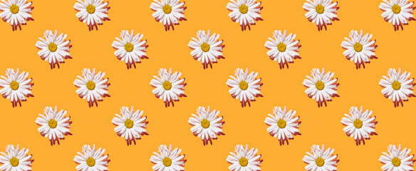 Pattern of white chamomile flowers on orange pastel background