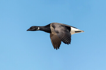 A brant (Branta bernicla) flies over the ocean at Barnegat Lighthouse State Park, New Jersey, USA