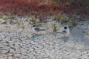 
Common Tern Sterna hirundo in a typical coastal habitat
