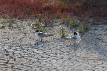 
Common Tern Sterna hirundo in a typical coastal habitat
