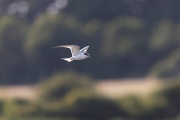 
Common Tern Sterna hirundo in a typical coastal habitat

