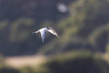 
Common Tern Sterna hirundo in a typical coastal habitat
