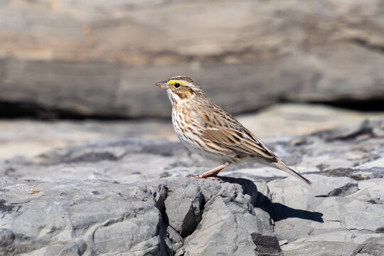 A Savannah sparrow (Passerculus sandwichensis) sits on rocks at Barnegat Lighthouse State Park, New Jersey, USA