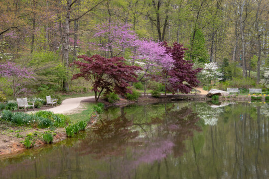 Colorful trees blooming in spring next to a small pond at Edith J. Carrier Arboretum, James Madison University, Virginia, USA
