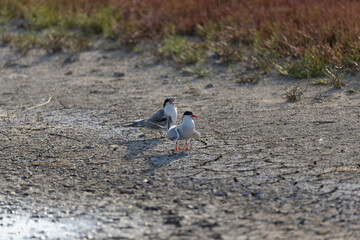 
Common Tern Sterna hirundo in a typical coastal habitat
