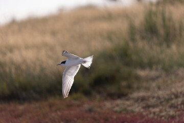 
Common Tern Sterna hirundo in a typical coastal habitat
