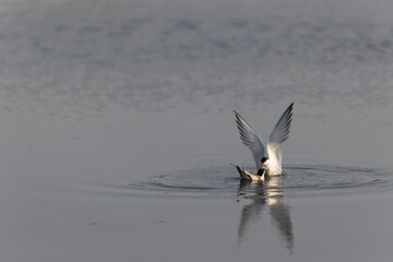 
Common Tern Sterna hirundo in a typical coastal habitat

