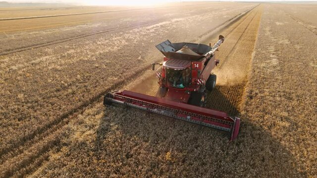 Aerial view Wheat harvest. Combine harvesting golden ripe wheat field on an agricultural field at sunset in summer from drone. Clouds of dust in light of setting sun. Farm Agro. Nature