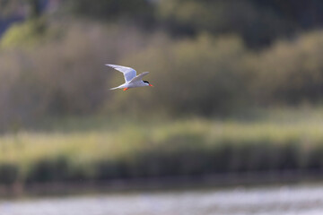 Common Tern Sterna hirundo in a typical coastal habitat