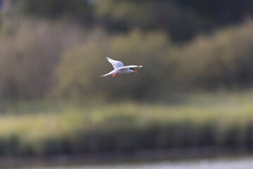 Common Tern Sterna hirundo in a typical coastal habitat