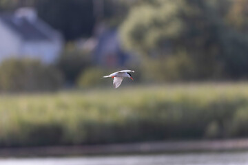 Common Tern Sterna hirundo in a typical coastal habitat