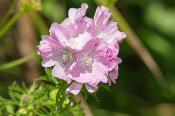 Obraz premium Close up of musk mallow (malva moschata) flowers