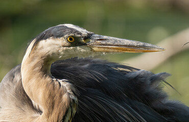 great blue heron gets a close up heads hot in the wetlands