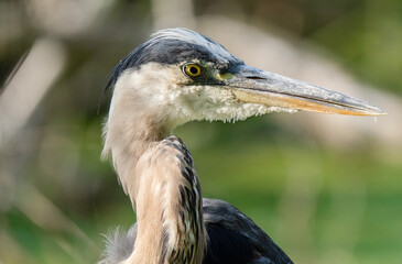 great blue heron gets a close up heads hot in the wetlands