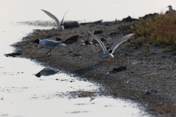Common Tern Sterna hirundo in a typical coastal habitat