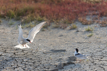 Common Tern Sterna hirundo in a typical coastal habitat
